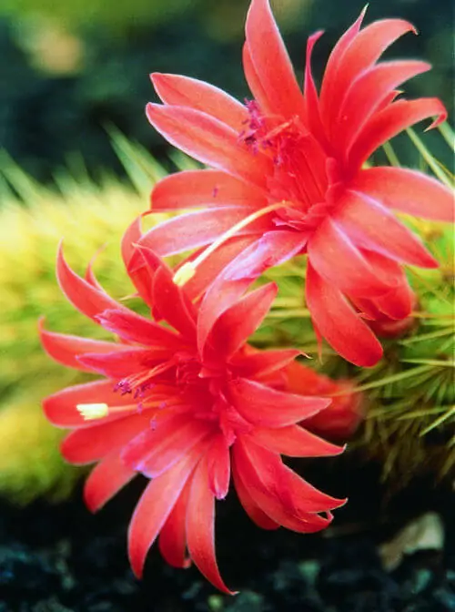 Love Cactus