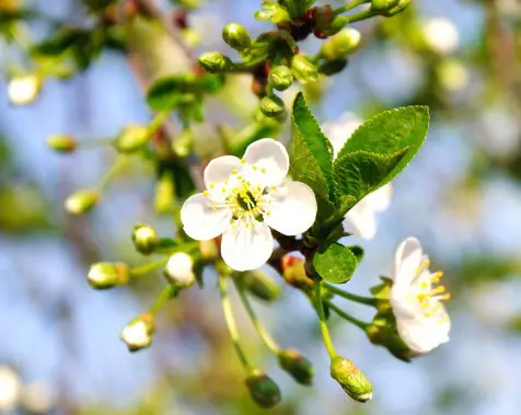 Cherry plum - imagine 2