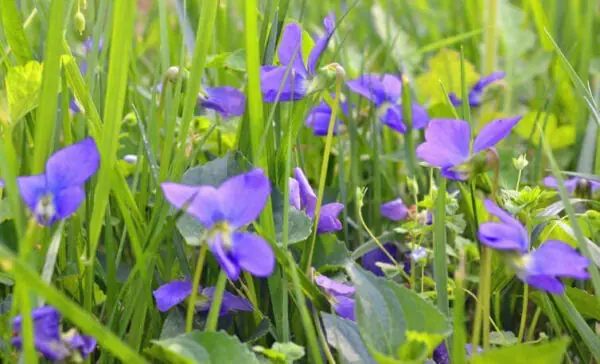 Violet